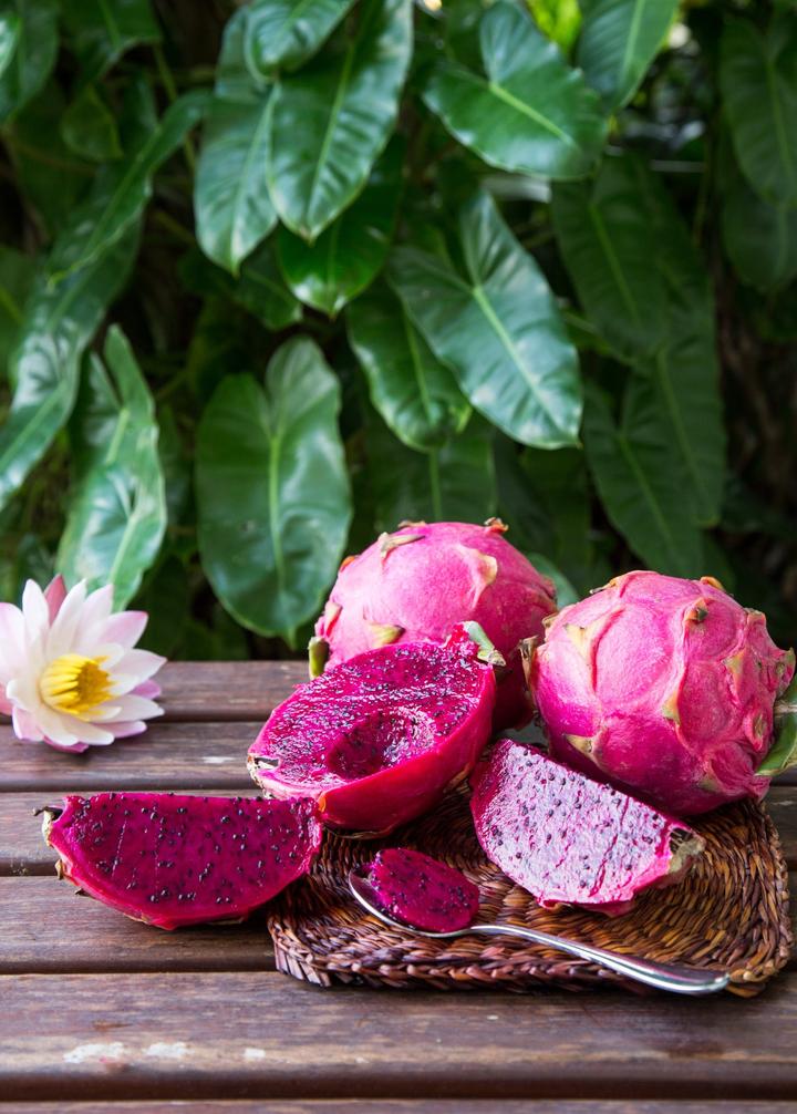Tricia Red Dragon Fruit — Live Cactus Plant