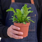 Leslie Bird's Nest Fern — Ruffled Indoor Fern live plant