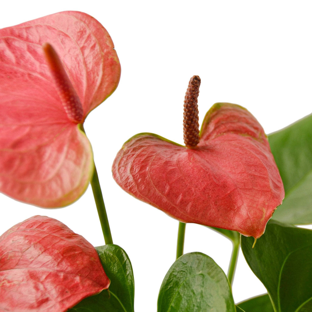 Pink Anthurium — Flowering Houseplant live plant