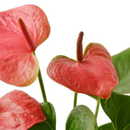 Pink Anthurium — Flowering Houseplant live plant