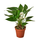White Anthurium — Flowering Houseplant live plant