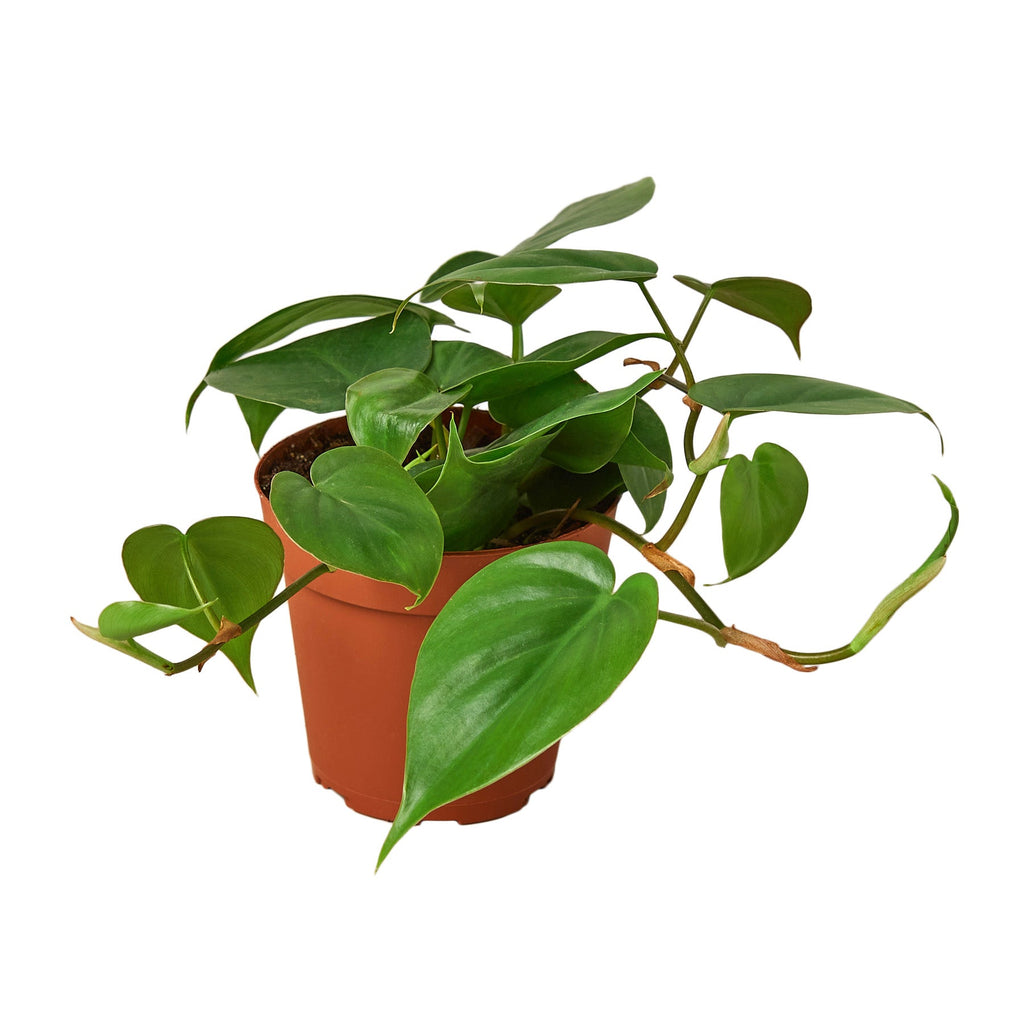 Heartleaf Philodendron live plant