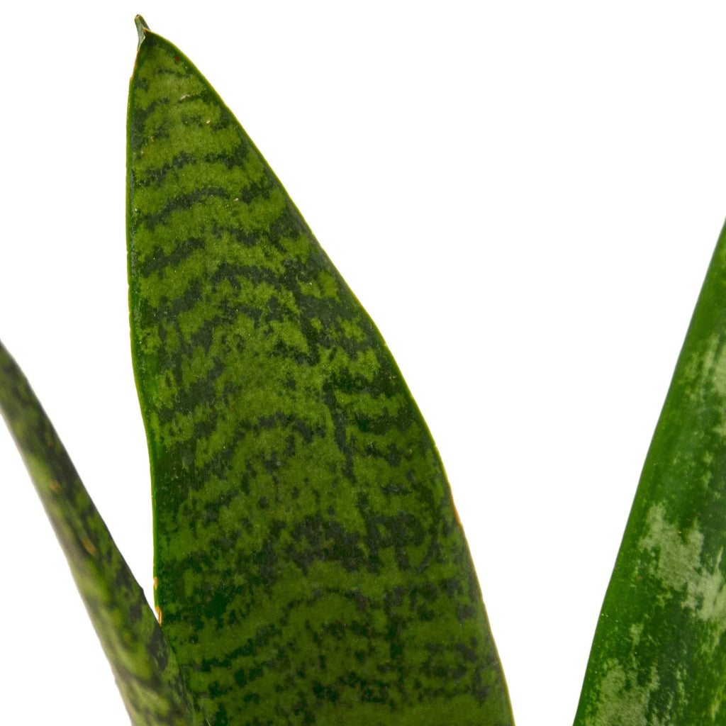 Zeylanica Snake Plant live plant