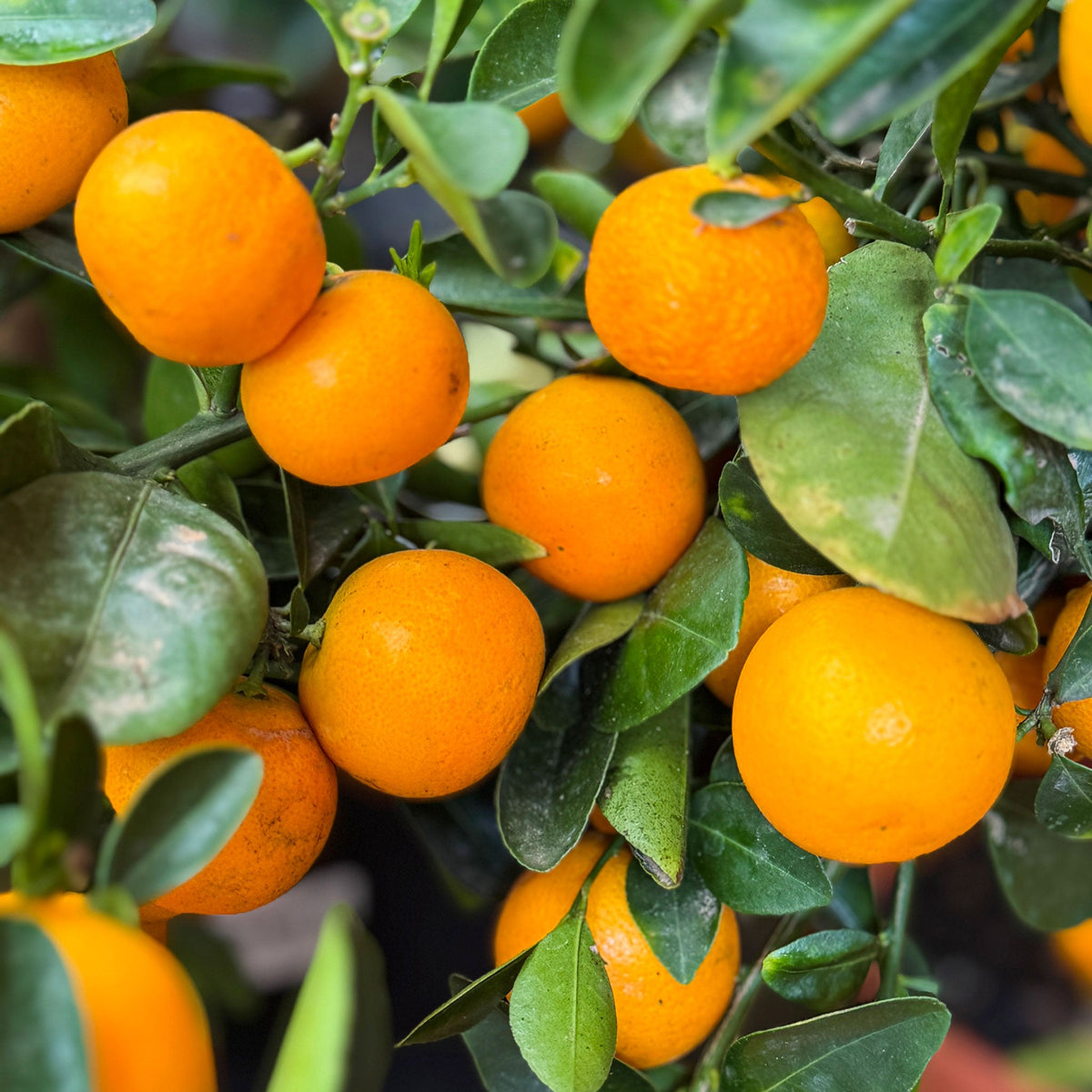 Calamondin Orange Tree live fruit plant