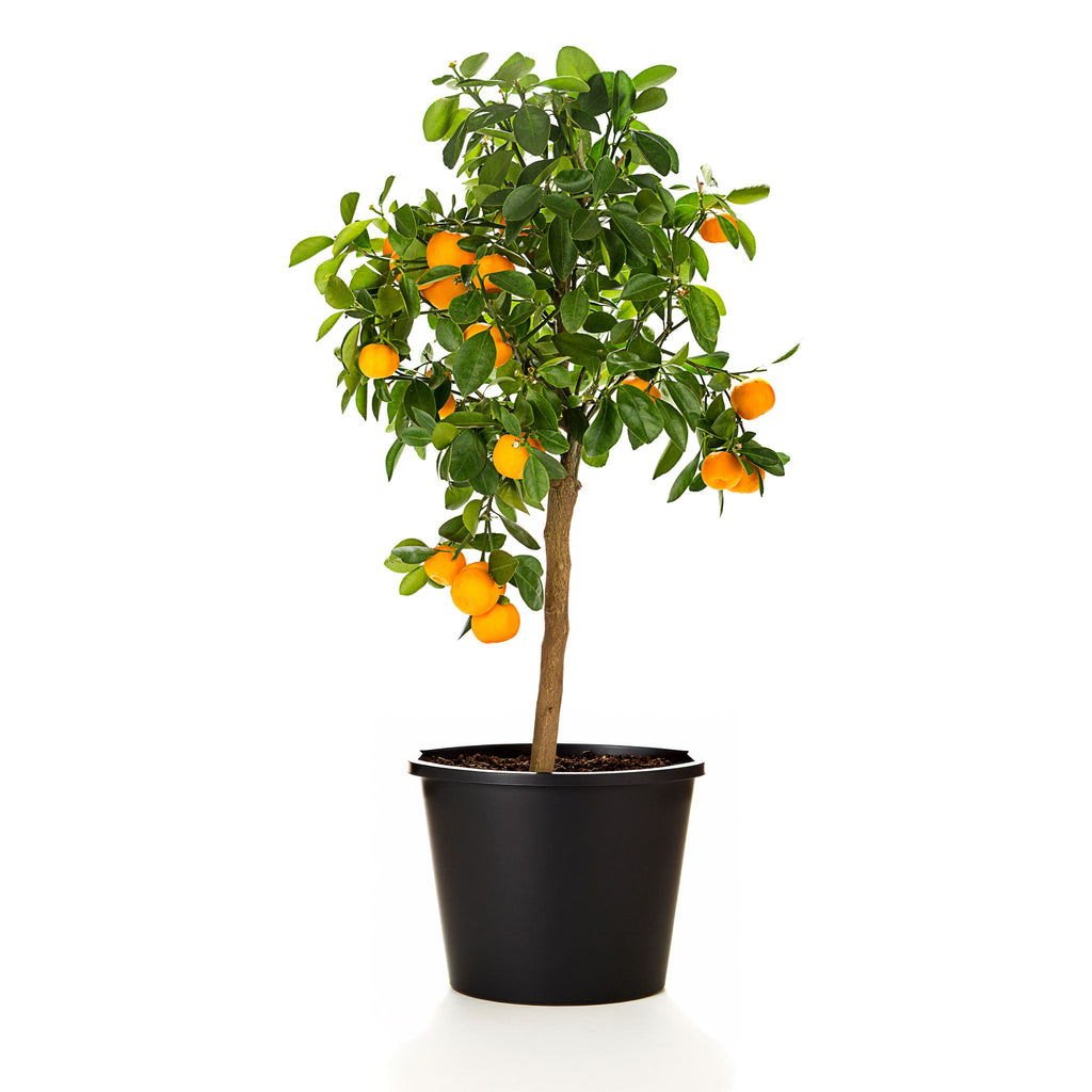 Calamondin Orange Tree live fruit plant
