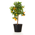 Calamondin Orange Tree