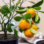 Calamondin Orange Tree live fruit plant