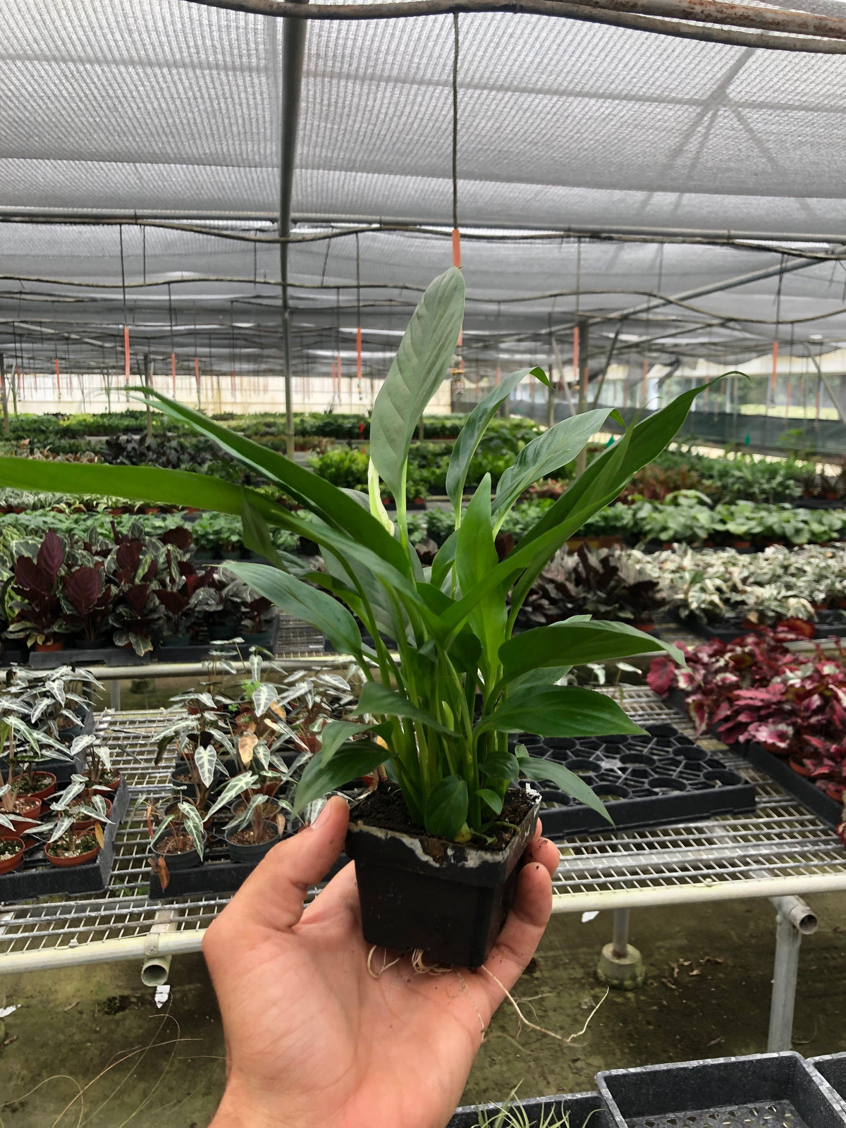 Peace Lily — Flowering Indoor Plant live plant