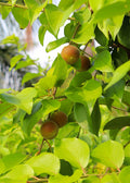 Ceylon Gooseberry — Ketembilla Plant