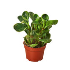 Marble Peperomia — Variegated Baby Rubber Plant live plant