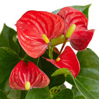 Red Anthurium — Flowering Houseplant live plant