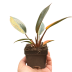 Variegated Philodendron 'Congo Rojo'