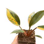 Variegated Philodendron 'Congo Rojo'