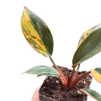 Variegated Philodendron 'Congo Rojo'