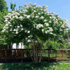 Natchez Crape Myrtle