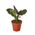 Calathea 'Ornata' — 4-Inch Pot
