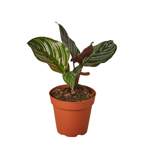 Calathea 'Ornata' — 4-Inch Pot