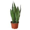 Snake Plant 'Zeylanica' — 6-Inch Pot