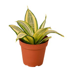 Gold Hahnii Snake Plant — Dwarf Golden Rosette live plant