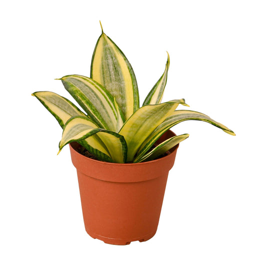 Snake Plant Gold Hahnii — 4-Inch Pot