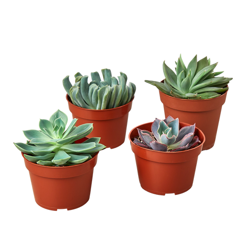 Echeveria Succulent Variety Pack - 4.0" Pot — 4-Plant Set