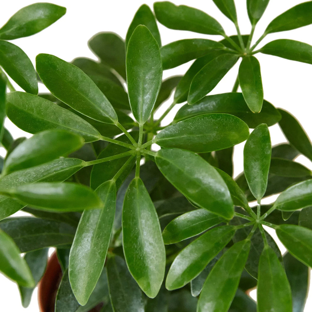 Dwarf Umbrella Tree — Schefflera Arboricola live plant
