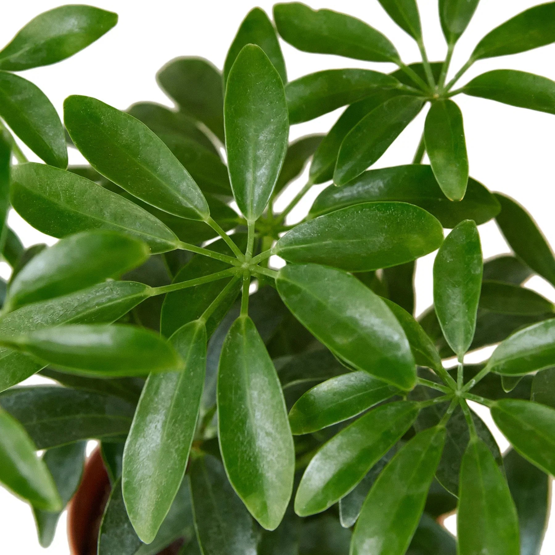 Dwarf Umbrella Tree — Schefflera Arboricola live plant