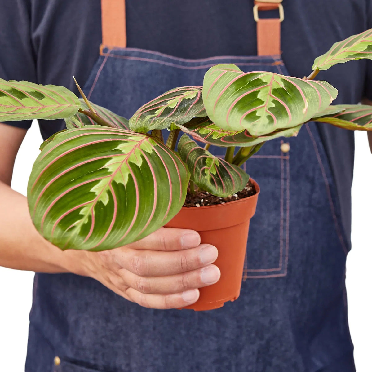 Red Prayer Plant — Maranta live plant
