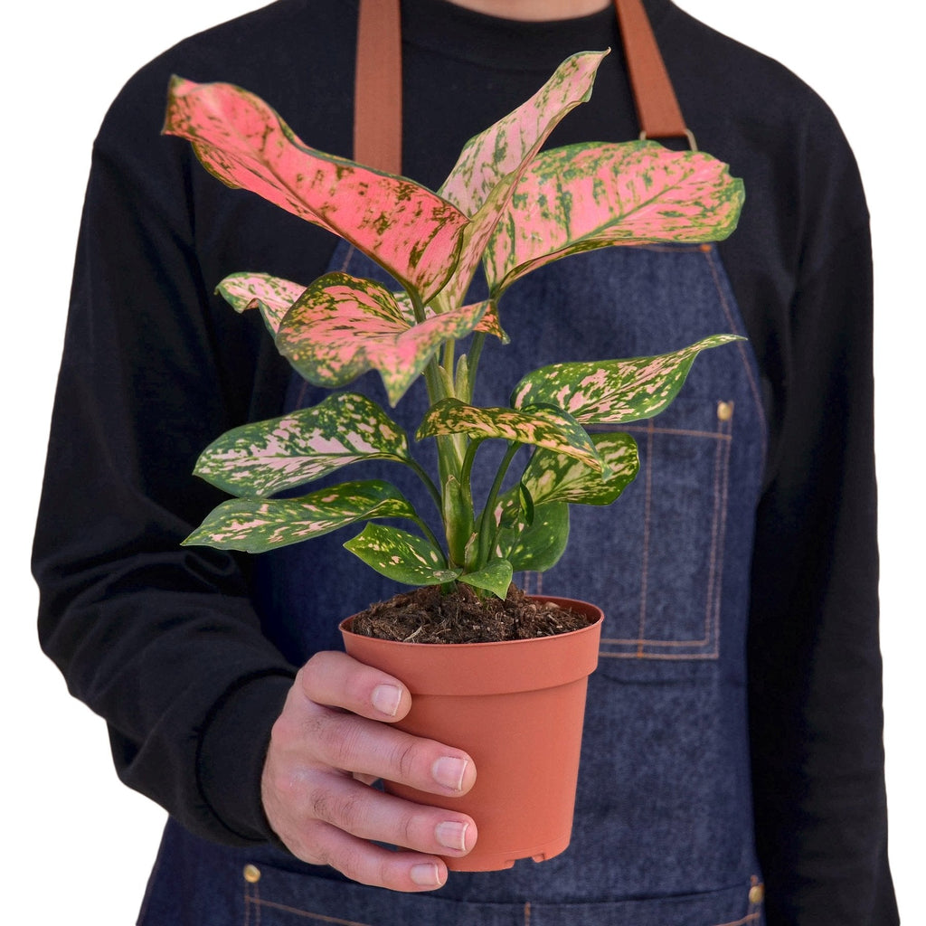 Lady Valentine Chinese Evergreen — Pink Houseplant live plant