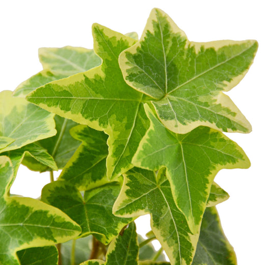English Ivy Gold Child — 6-Inch Pot