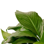 Peace Lily — Flowering Indoor Plant live plant