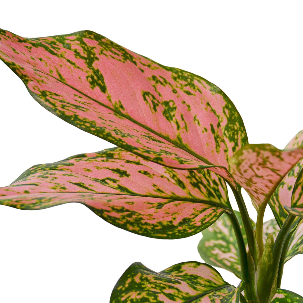 Lady Valentine Chinese Evergreen — Pink Houseplant live plant