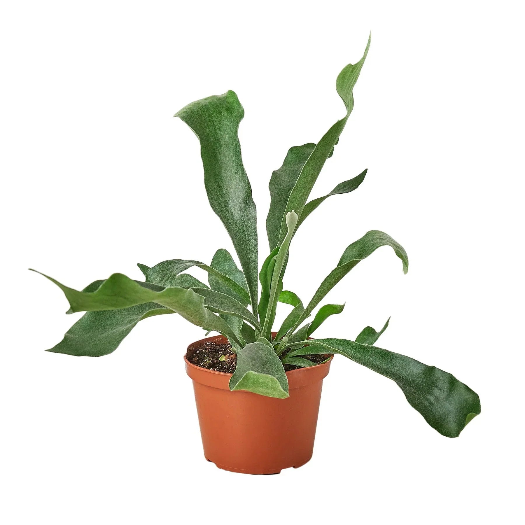 Staghorn Fern — Sculptural Indoor Fern live plant