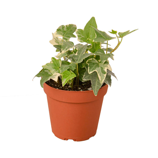 English Ivy 'Glacier' — 4-Inch Pot