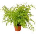 Maidenhair Fern — 6-Inch Pot