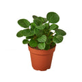 Peperomia 'Rana Verde' — 4-Inch Pot