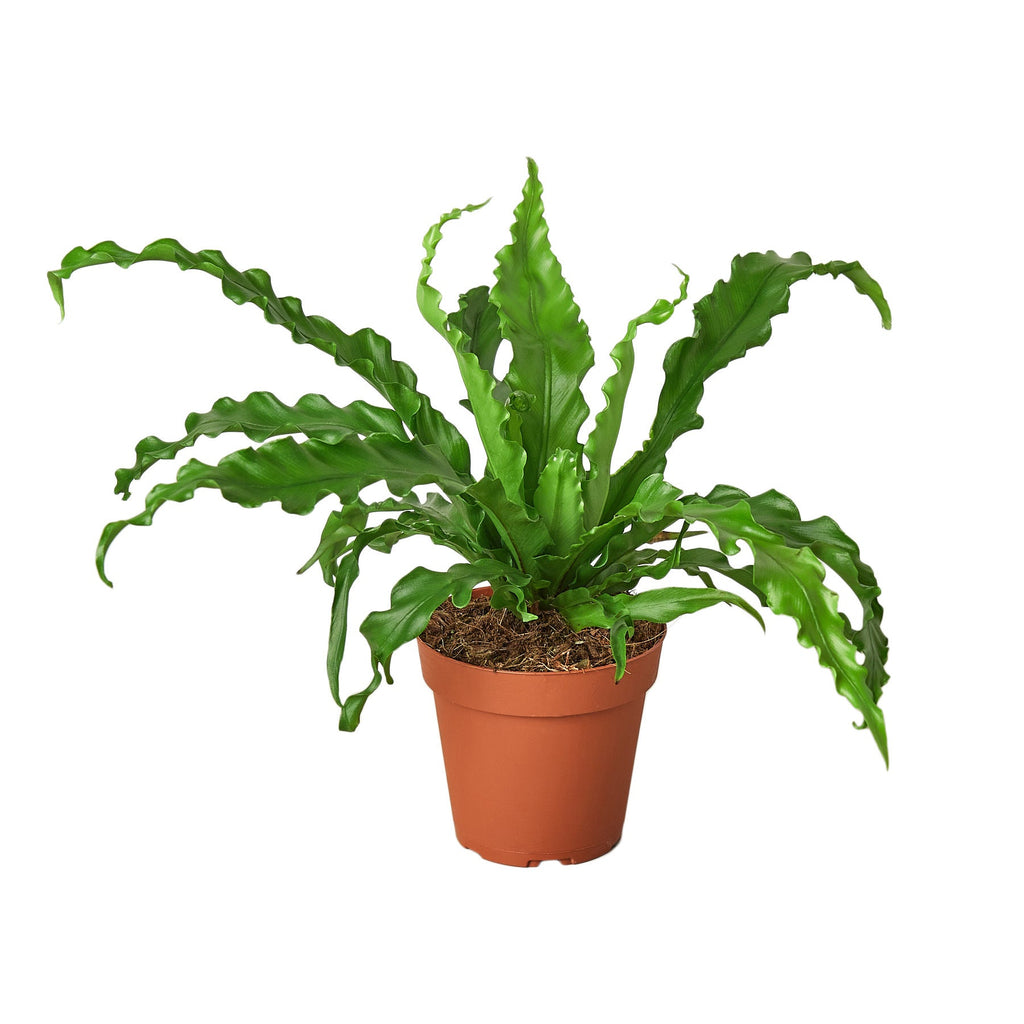 Victoria Bird's Nest Fern — Wavy Indoor Fern live plant
