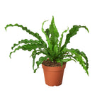 Victoria Bird's Nest Fern — Wavy Indoor Fern live plant