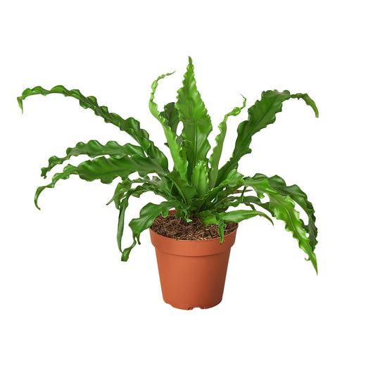 Victoria Bird's Nest Fern — Wavy Indoor Fern