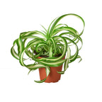 Bonnie Spider Plant — Curly Spider Plant live plant