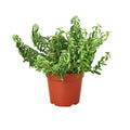 Curly Lipstick Plant — Trailing Flowering Houseplant