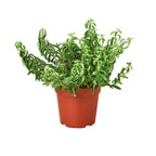 Curly Lipstick Plant — Trailing Flowering Houseplant live plant