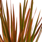 Colorama Dracaena — Pink-Edged Dragon Tree live plant