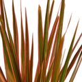 Dracaena 'Colorama' — 6-Inch Pot