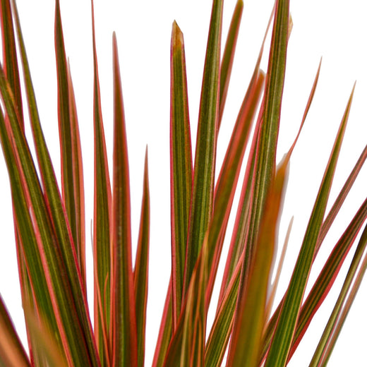 Dracaena 'Colorama' — 6-Inch Pot
