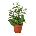 Lipstick Plant — 4-Inch Pot