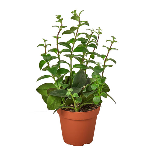 Lipstick Plant — 4-Inch Pot