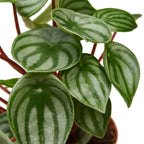 Watermelon Peperomia live plant