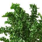 Fern 'Emina'