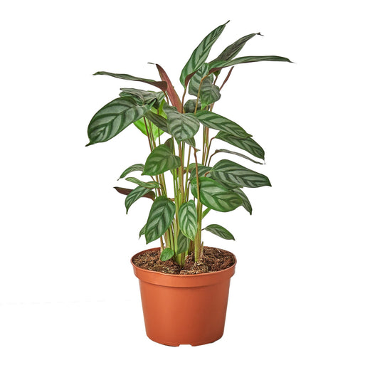 Calathea 'Grey Star' — 4-Inch Pot